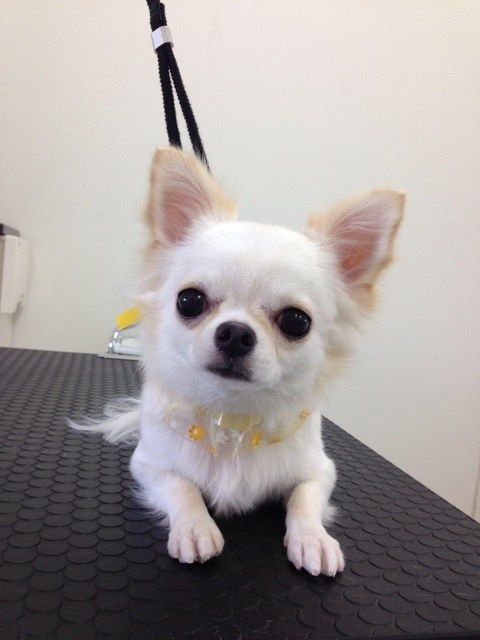 チワワ コロンちゃん 厚別のトリミングサロンいぬ組