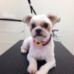 ももちゃん２６７