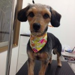 チョコちゃん２６７