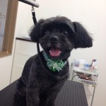 チョコ君２６７