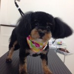 ピコちゃん２６８