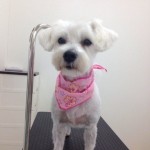 ブランちゃん２６７