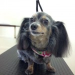 ミクロちゃん２６７