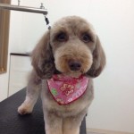 メルクちゃん２６７