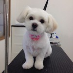 モコちゃん２６８